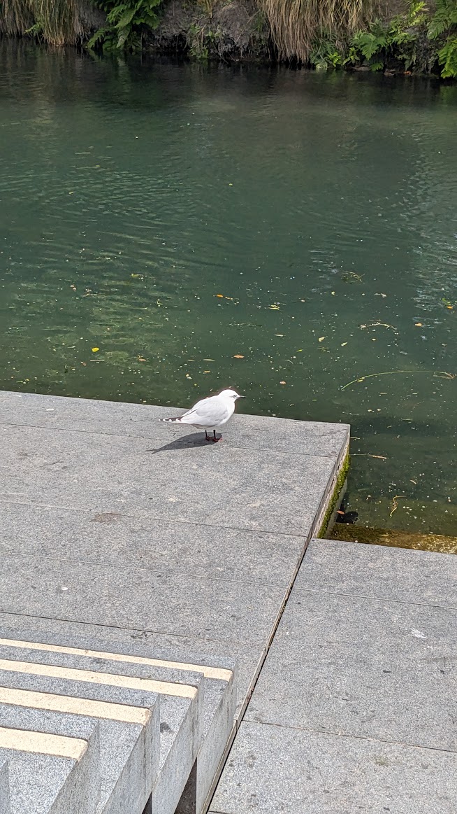 A photo of a black-billed gull standing on a concrete step looking for food in the river