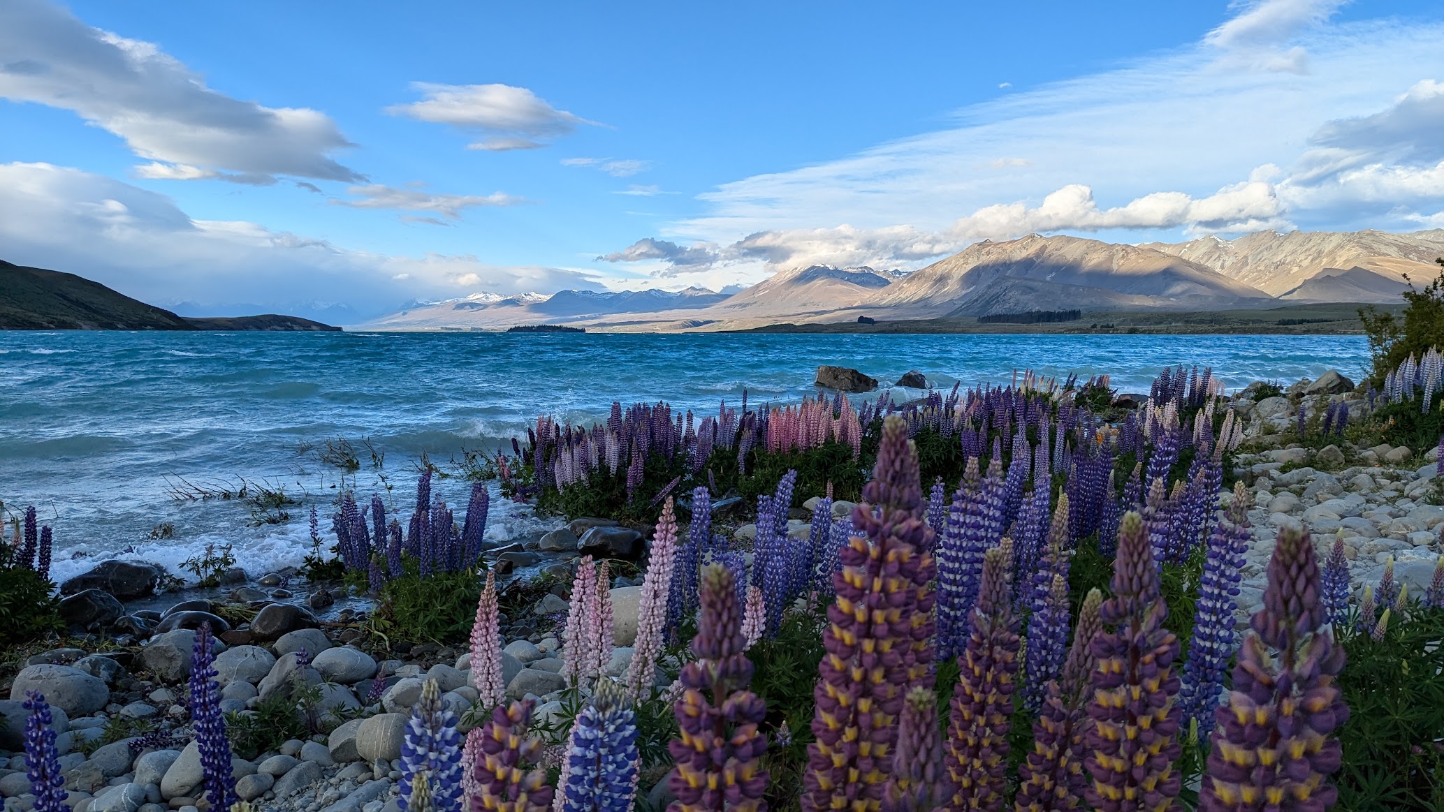 A photo I took of the waves of Lake Tekapo crashing onto the shore with the lupine flowers blooming in the foreground