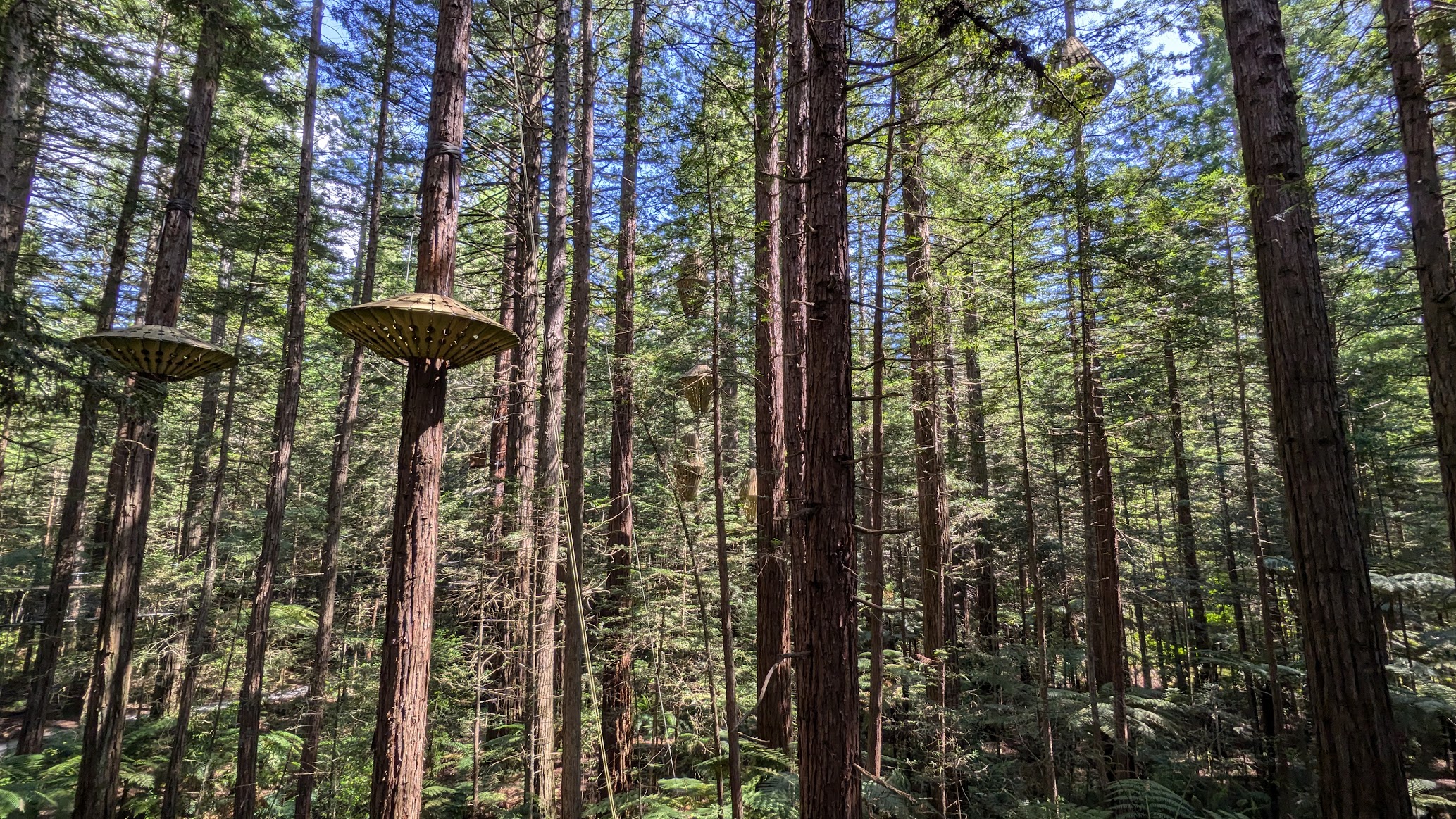 A photo I took of the hanging lanterns in the Rotorua redwood tree walk