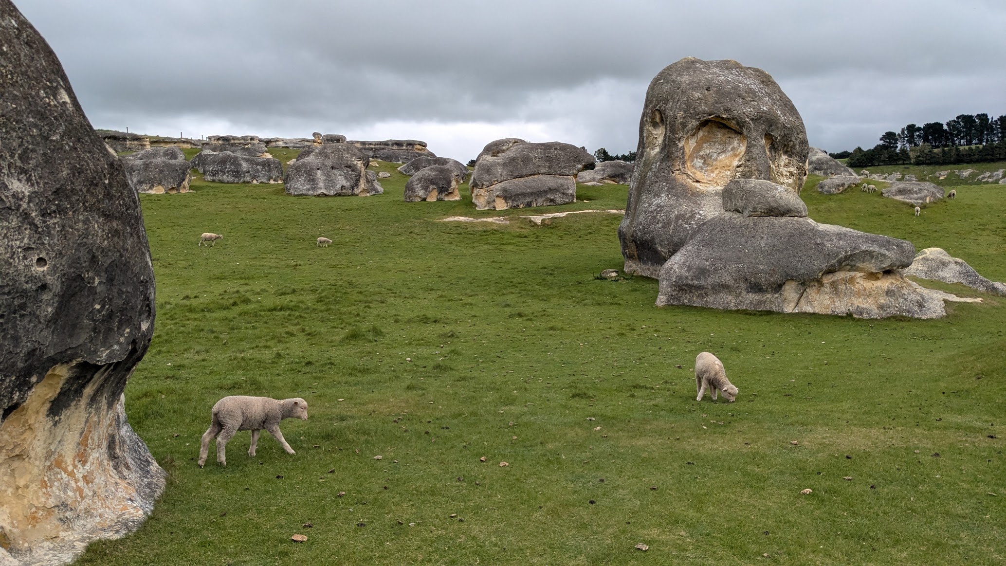 A photo I took of the New Zealand countryside with sheep standing in front of giant limestone boulders colloquially called 'the elephant rocks'