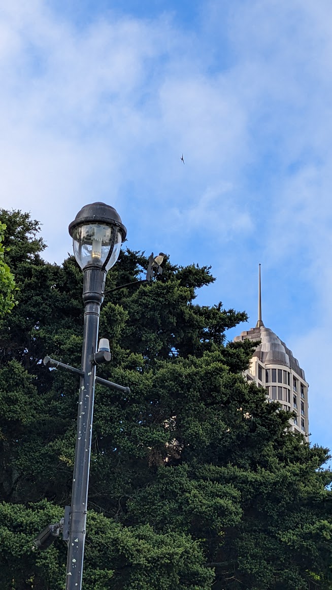 A photo I took of a Sacred Kingfisher bird on a lamppost in front of some trees that sit obscuring the Metropolis Shortstay Apartment building in the background