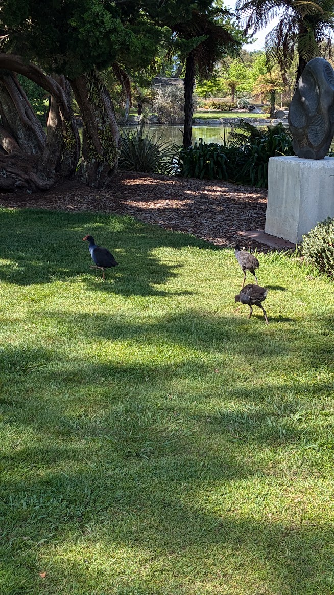 A photo I took of three birds walking in the grass: one the typical black and blue and red, the other two still brown with their early feathers.