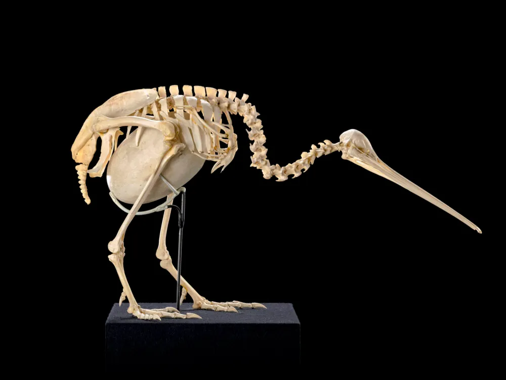 An image downloaded from the Museum of New Zealand | Te Papa Tongarewa of a kiwi bird skeleton containing its egg