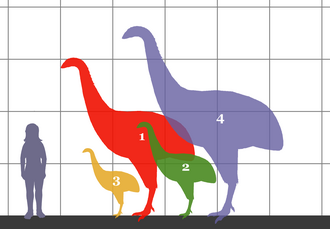 A photo downloaded from wikipedia of the height comparison of a human and four species of moa