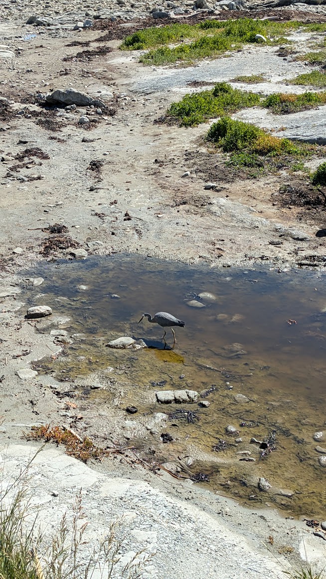 A photo I took of a white-faced heron in profile standing in a pool of shallow water on some ocean rocks