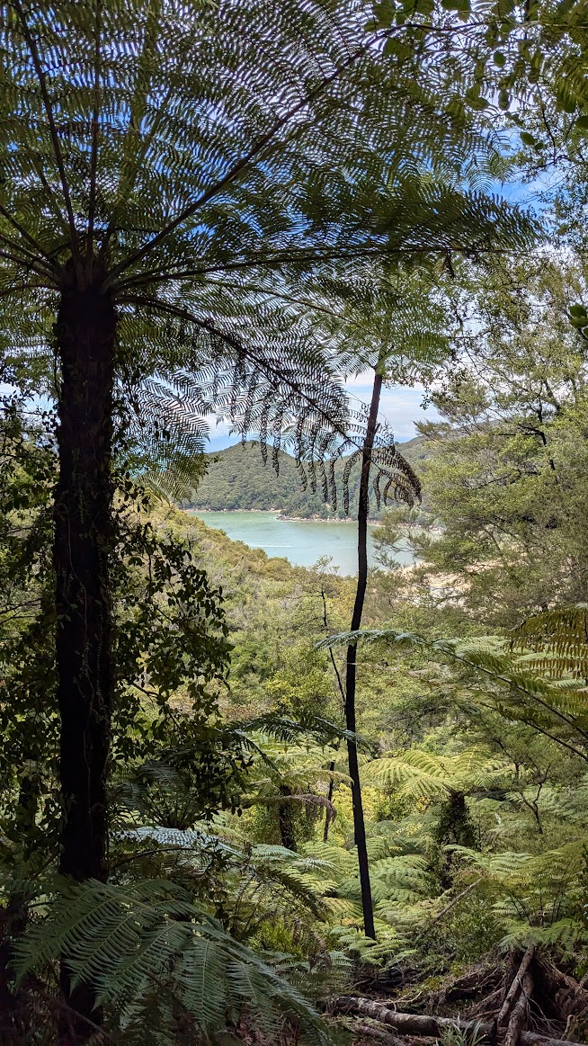 A photo I took of the forest in Abel Tasman National Park where you can see through to the beach below