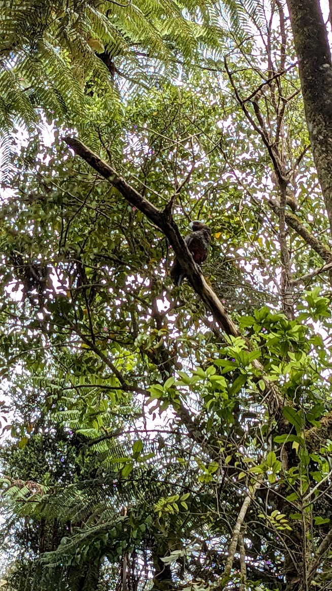 Another photo I took of a kākā bird perched in a tree, slightly closer