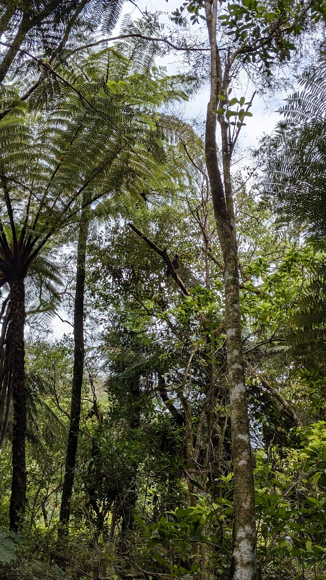 A photo I took of a kākā bird perched in a tree, surrounded by vegetation