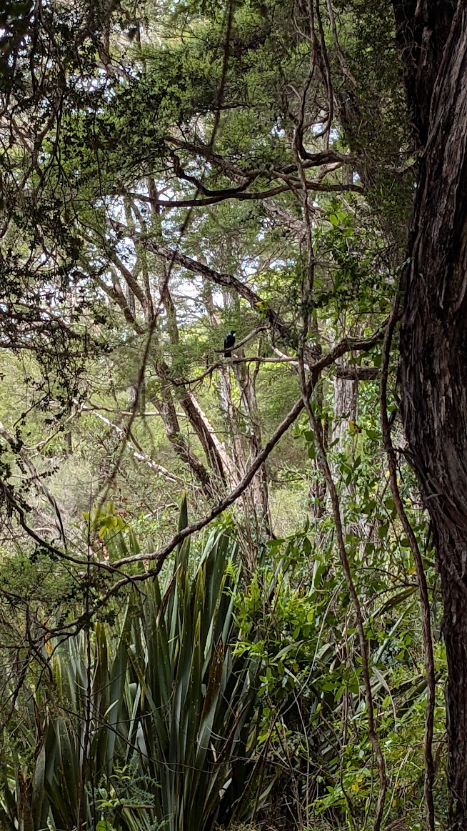 A photo I took of a tūī bird from afar, perched on a branch high up in the trees