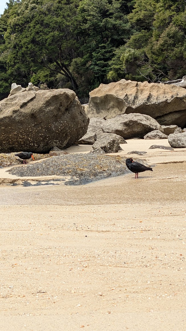 A photo I took of two variable oystercatchers on the beach, separated from me by the a running stream