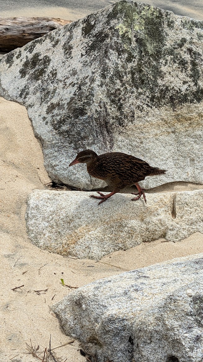 A photo I took of a weka on the sand of the beach. It was close enough that I could maybe touch it, but I did not choose to because they're wildlife.