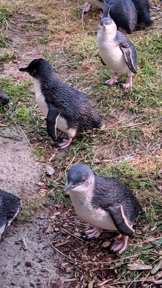 A photo I took of a closeup on two little blue penguins