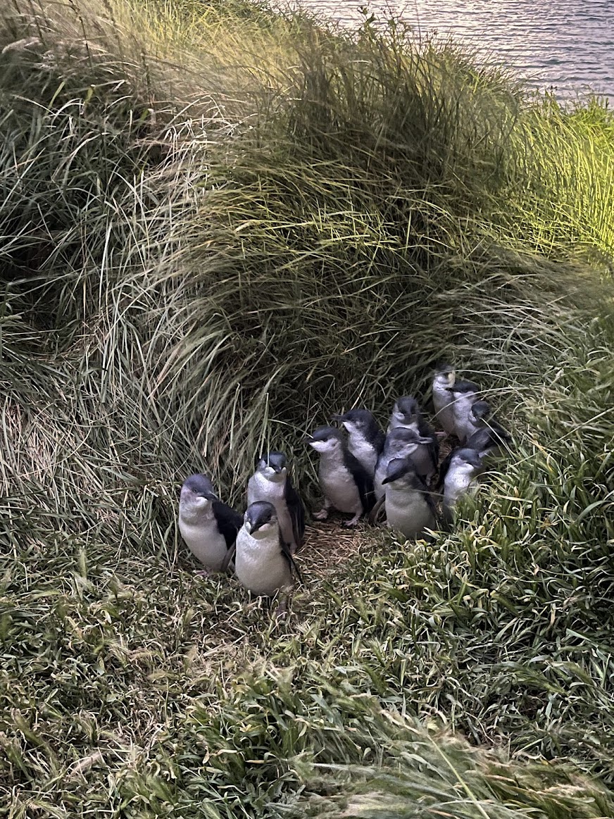 A photo my partner took of the penguins as they emerged out of the bushes