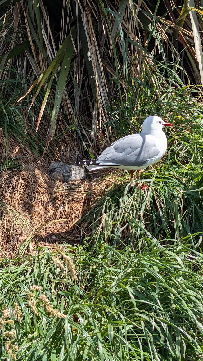 A photo I took of a red-billed gull, its chick, and its egg all in one