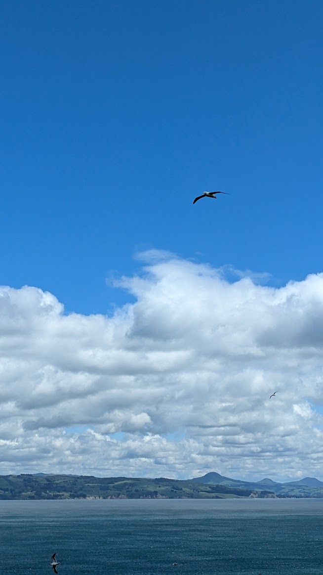 A photo I took of an albatross soaring high above two other much smaller-looking seabirds