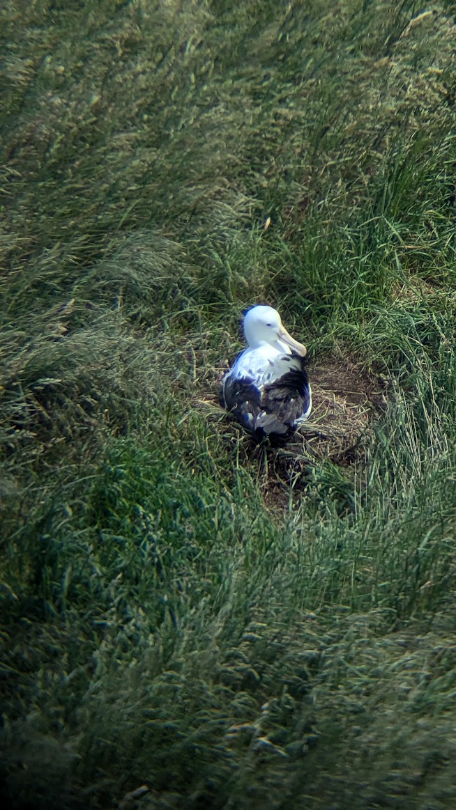 A photo I took through a pair of binoculars of an albatross sitting in the grass and looking to the side