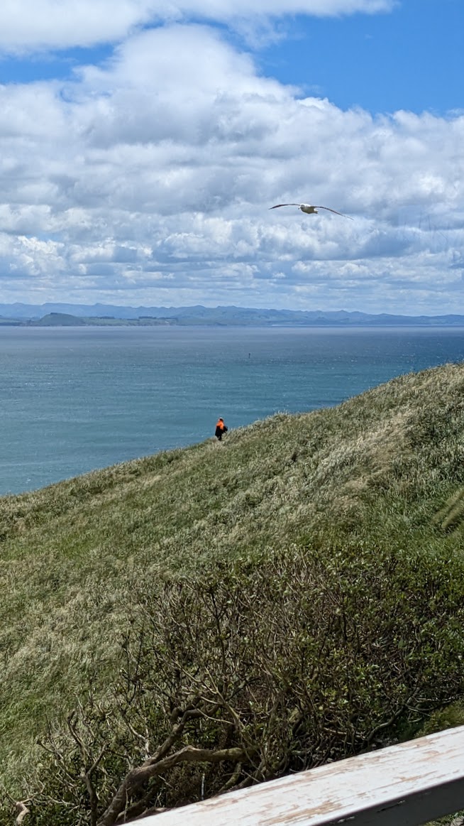A photo I took of an albatross soaring over a human on a grassy hill, where the human looks little because they're slightly in the background and the albatross looks large because its slightly in the foreground