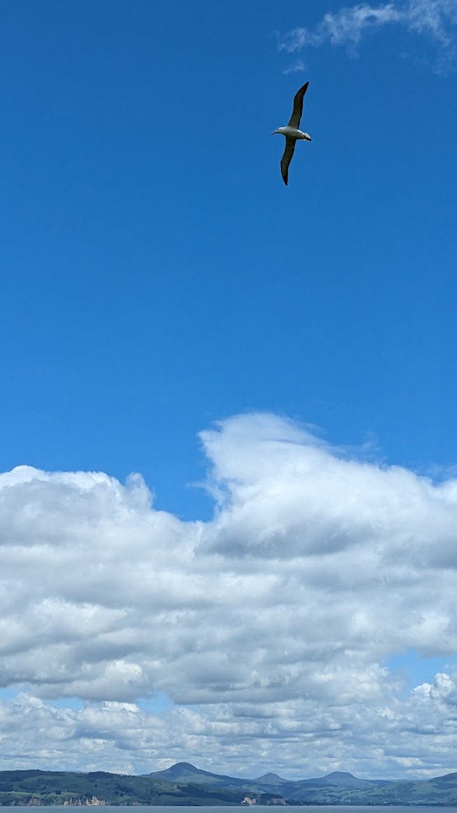 A photo I took of an albatross soaring over Taiaroa Head, wings locked to show its entire wingspan