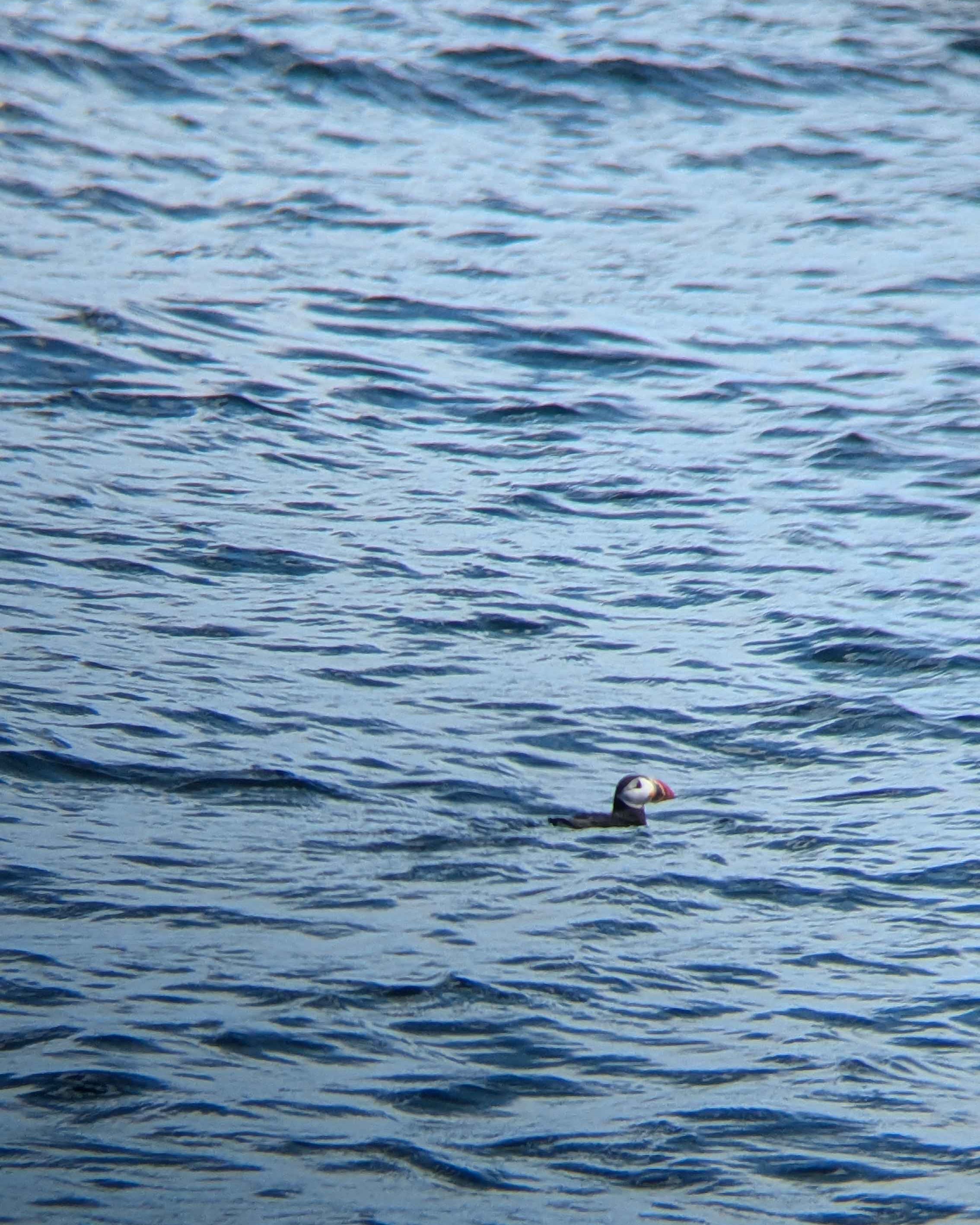A wavy blue ocean with an atlantic puffin in profile swimming along the surface
