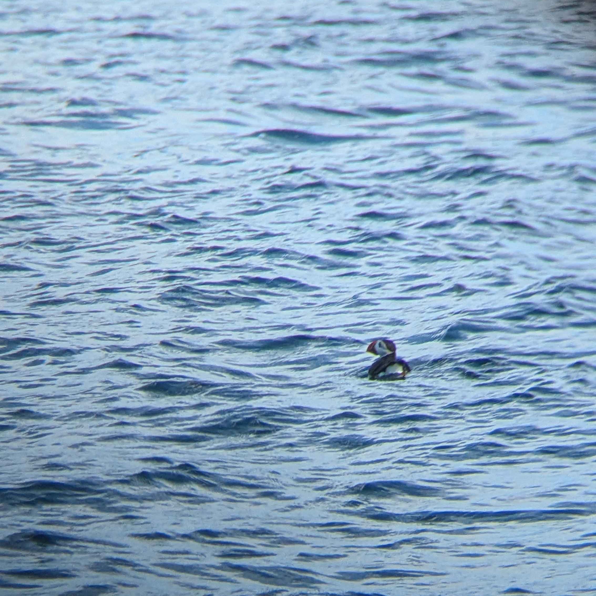 A puffin in the water with its back to the camera, looking slightly over its shoulder