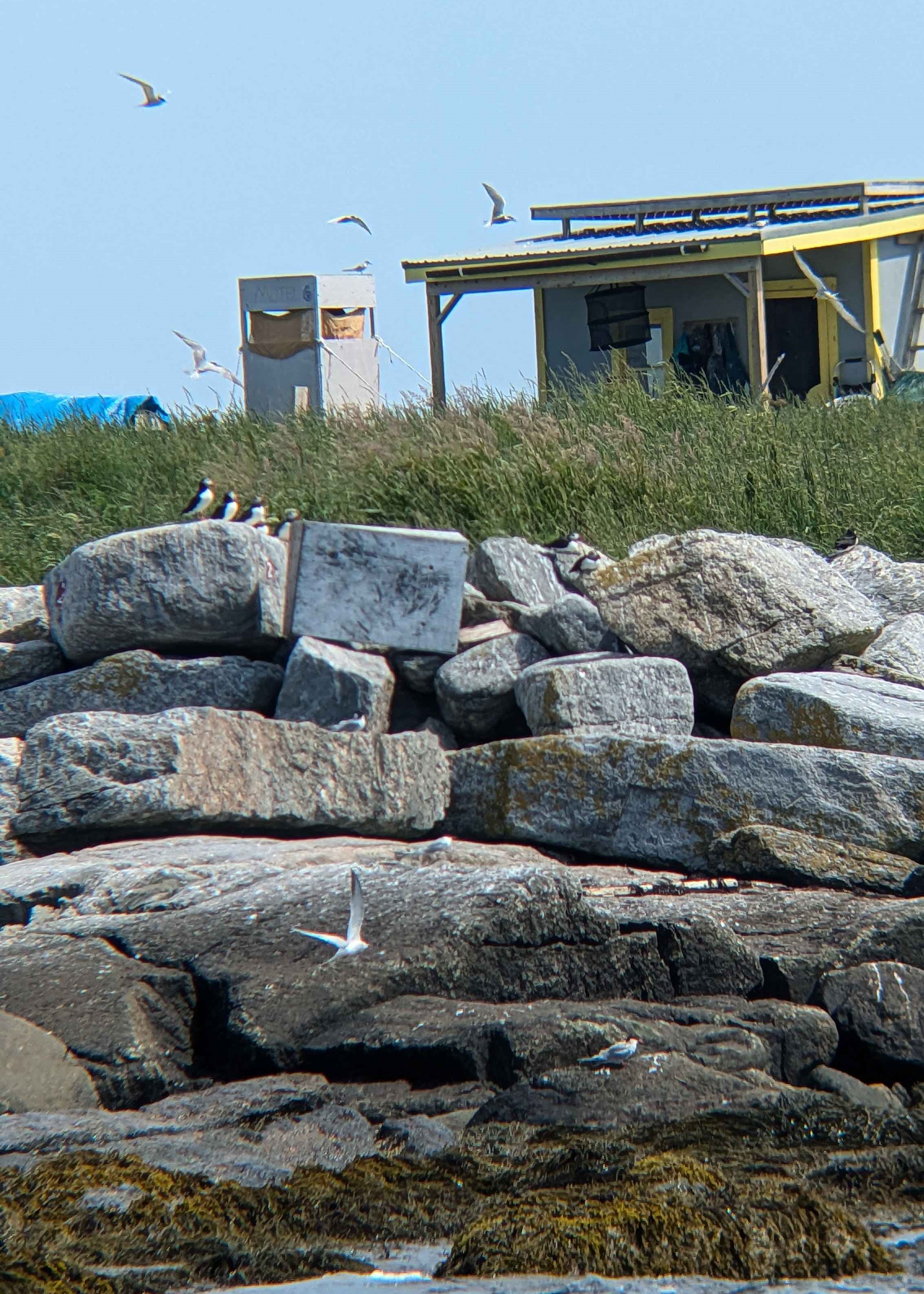 A trio of puffins on a gray rock sitting on the shore of Eastern Egg Rock island, with terns soaring all about in the foreground and background.