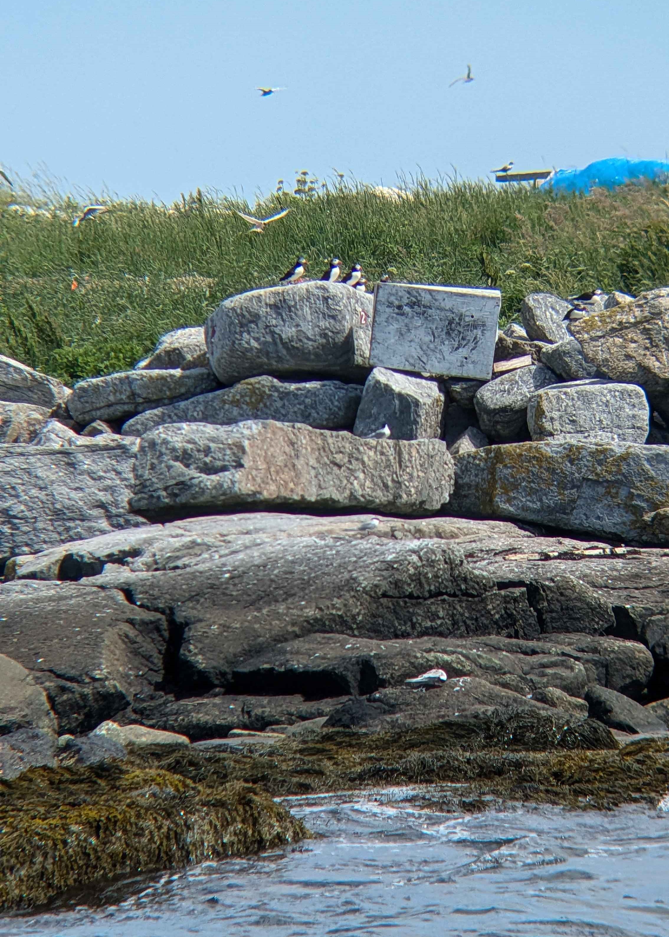 Another few groups of puffins on gray rocks sitting on the shore of Eastern Egg Rock island, with terns soaring all about in the foreground and background.