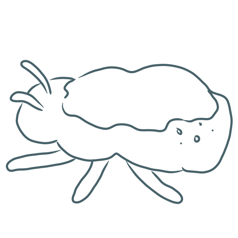 a bug with some snow on its back