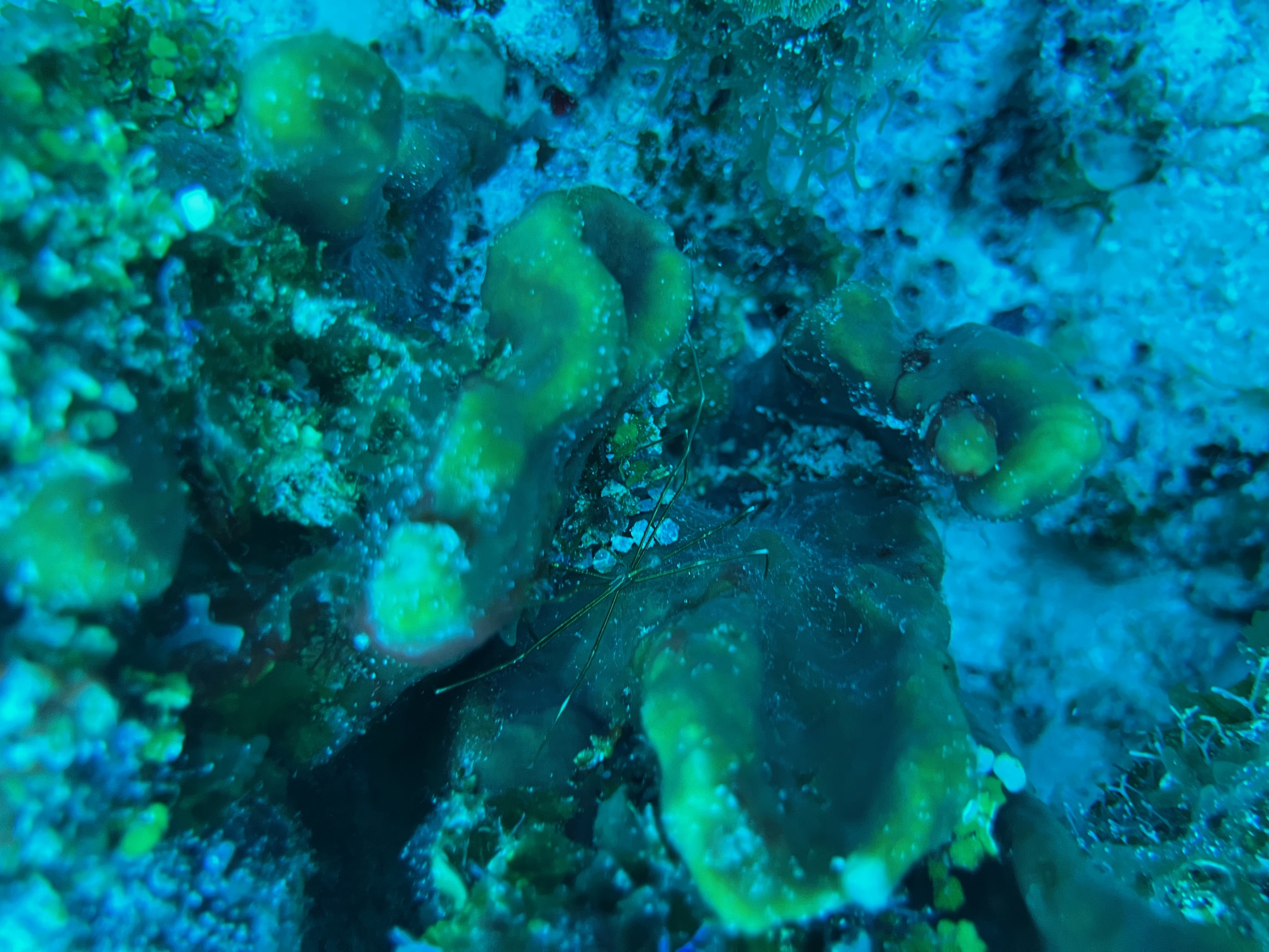 An arrow crab in between arms of a coral
