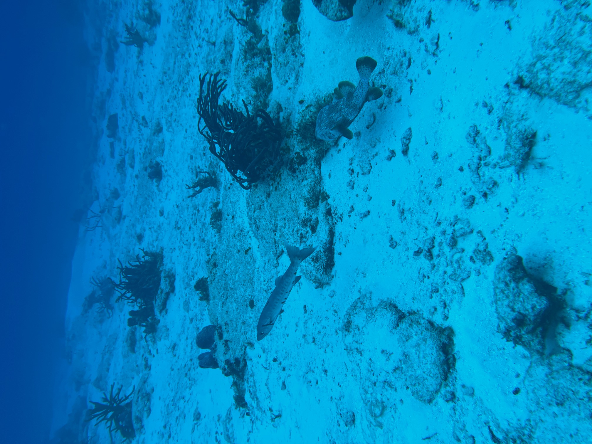 A barracuda next to a spotted porcupinefish - a type of pufferfish