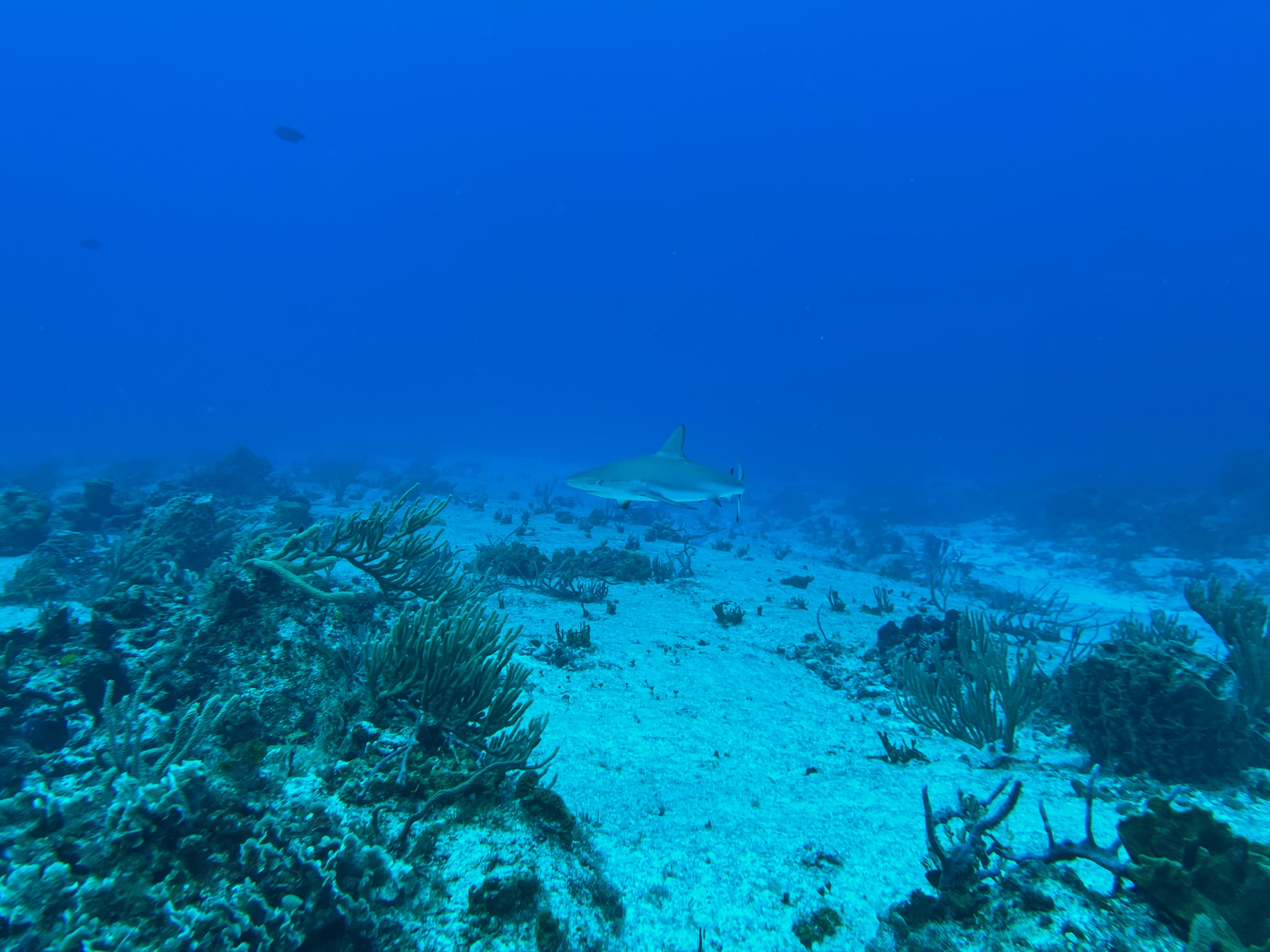 A black-tipped reef shark off in the distance