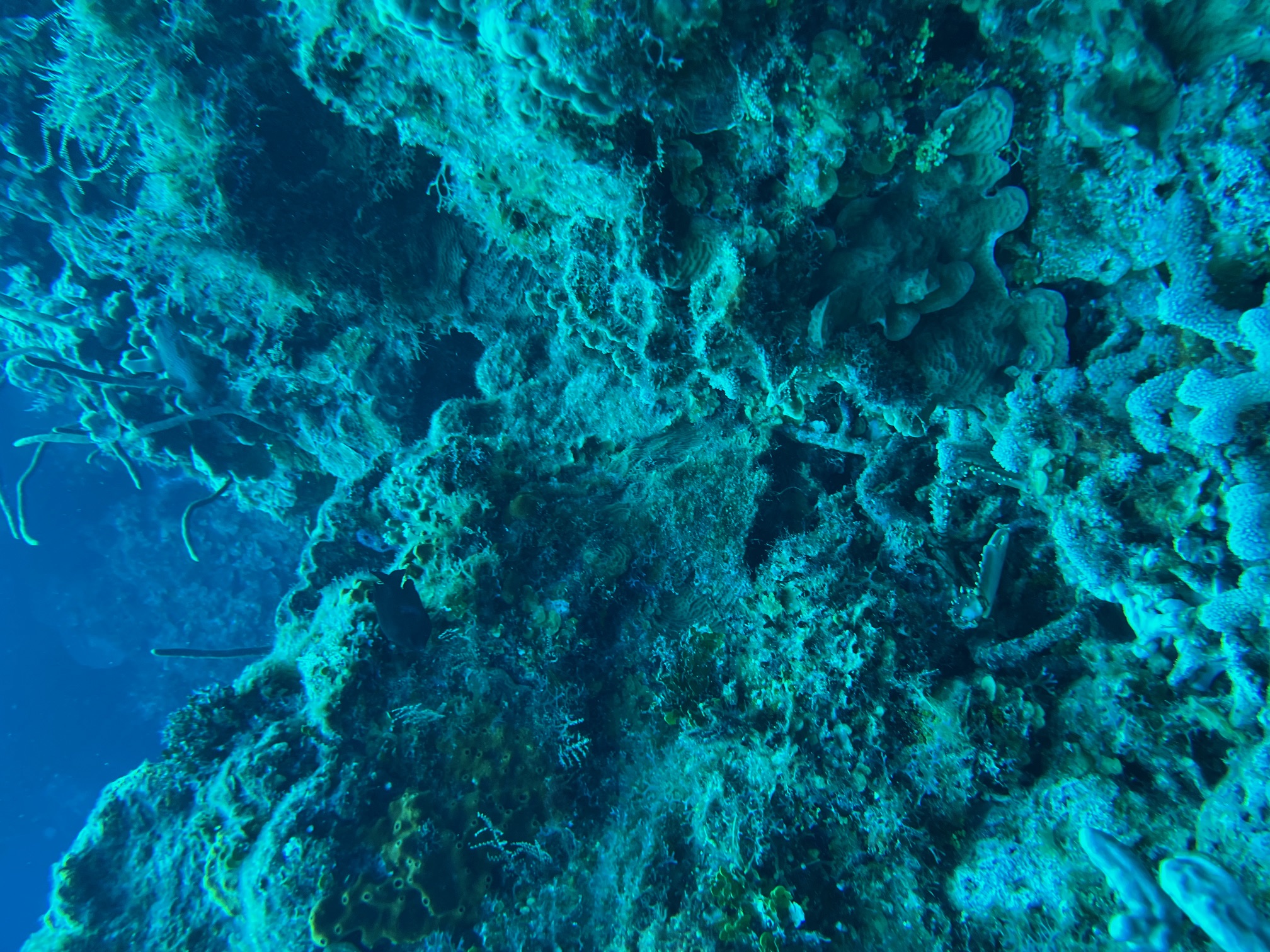 A Caribbean reef crab with just a few legs, its pincers, and part of its head sticking out from under some coral