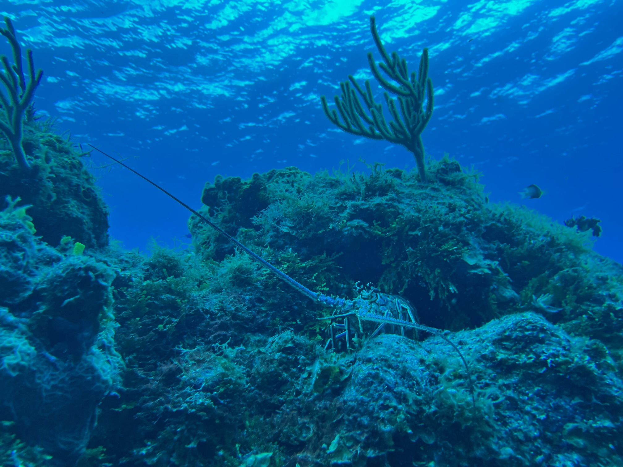 A low angle shot of a spiny lobster perched on a reef with the ocean surface behind it