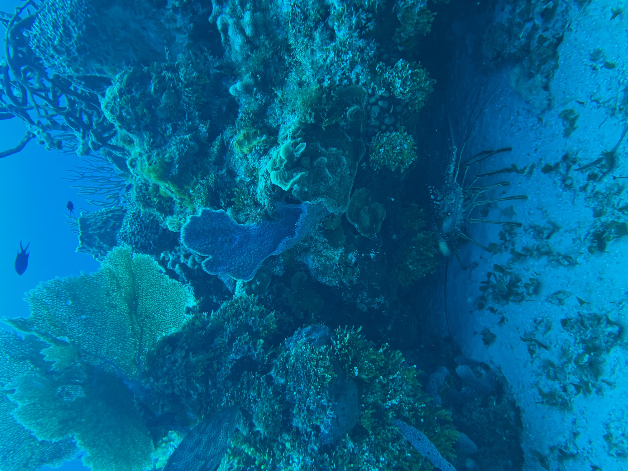 A Caribbean spiny lobster sitting underneath the coral ledge