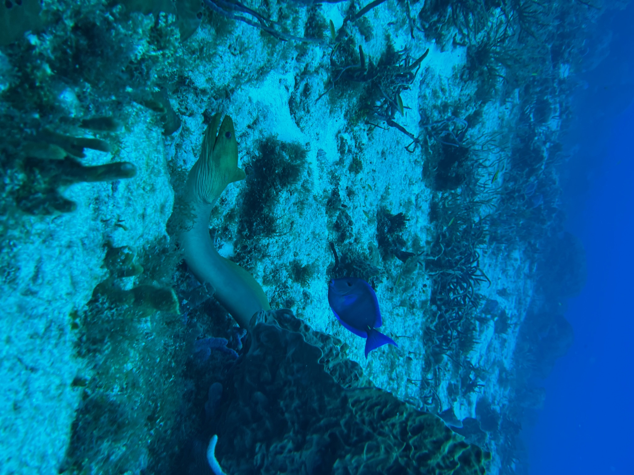 A rare sight of a green moray eel outside of its den