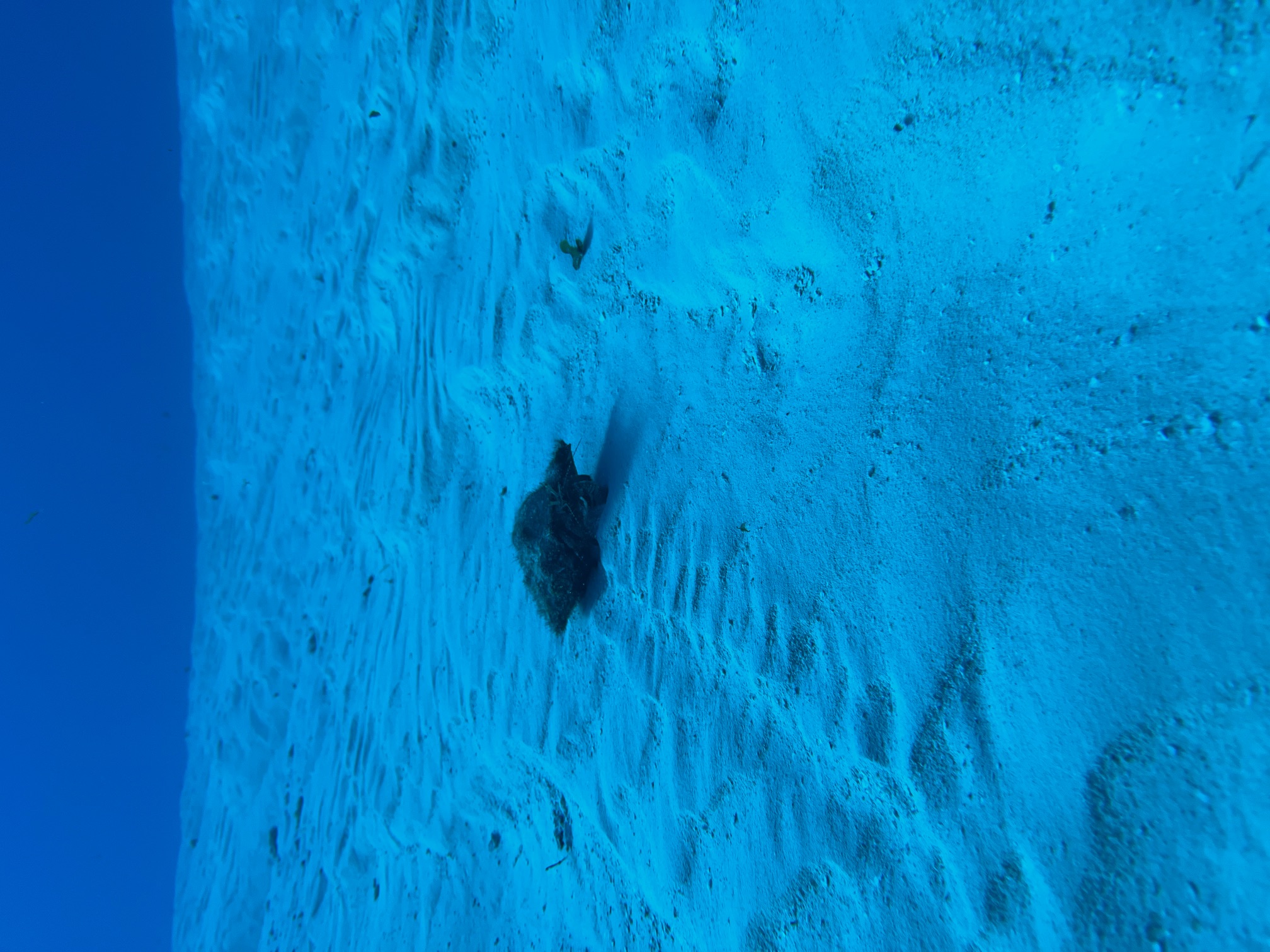 A hermit crab in a conch shell with a path in the sand from where it's been crawling