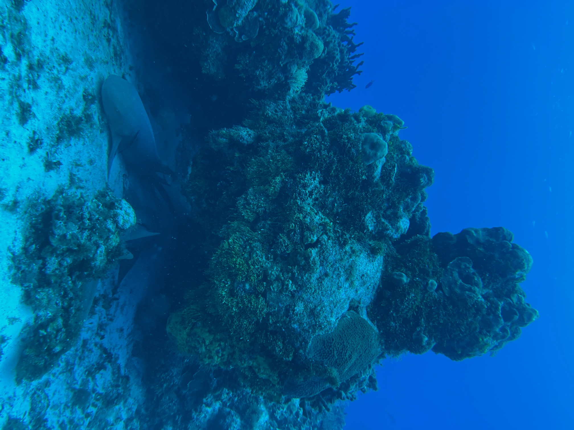 A pair of nurse sharks underneath another coral reef ledge