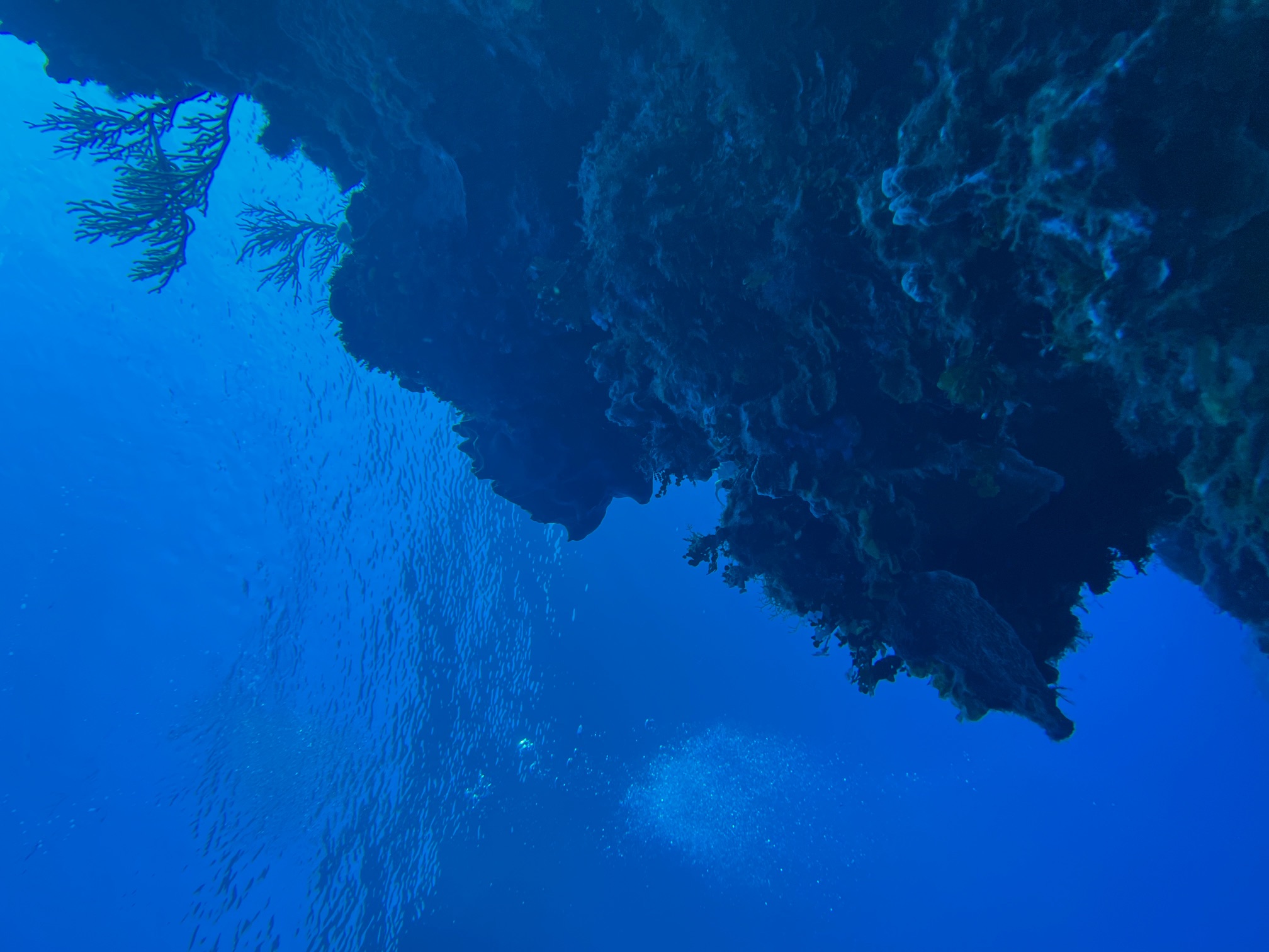 Looking up at a coral reef cliff from approximately 40 feet deep, with the water's surface at the top