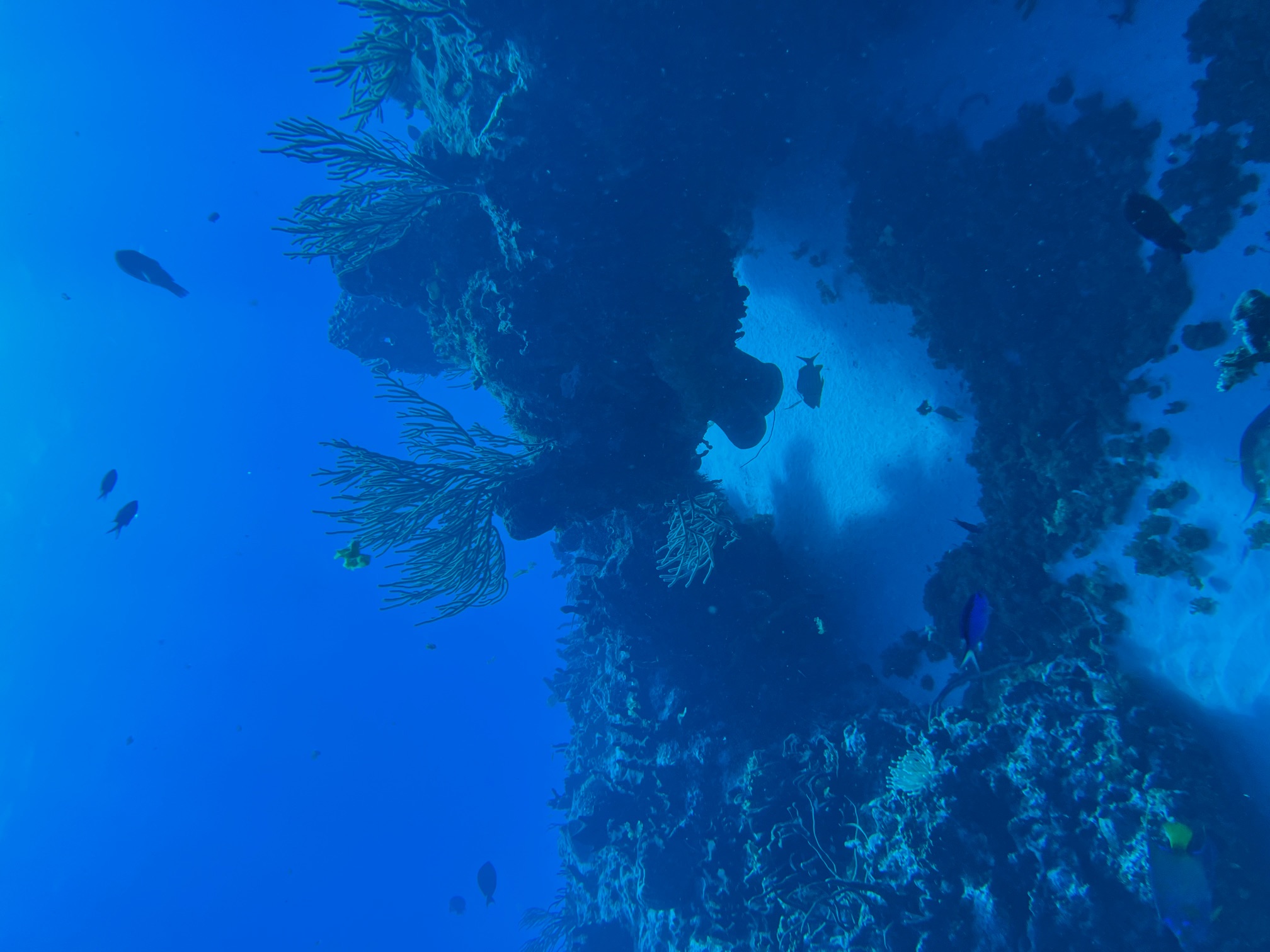 A reef with multiple layers of coral sticking out over each other