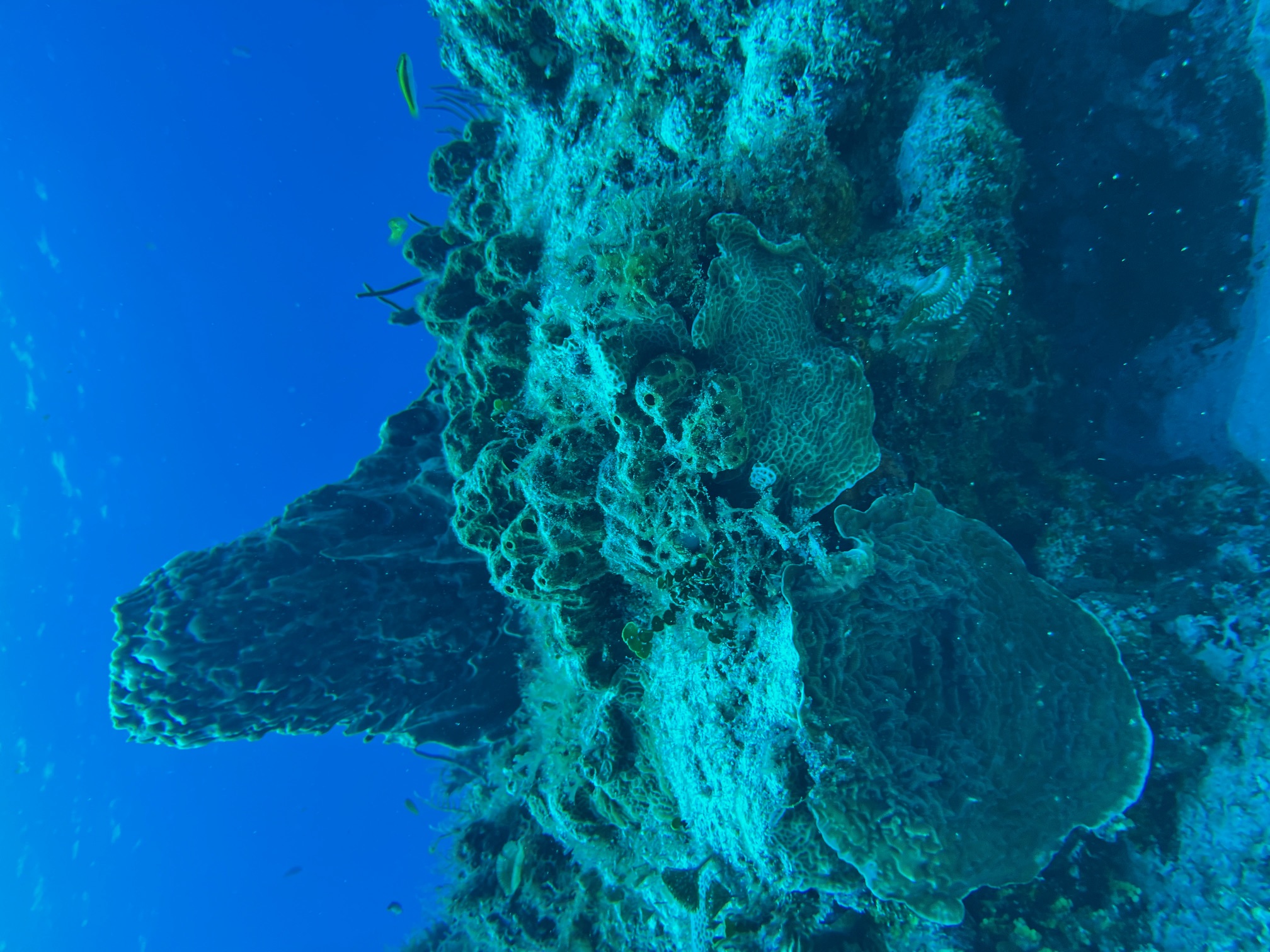 A coral column jutting vertically up out of the rest of the reef