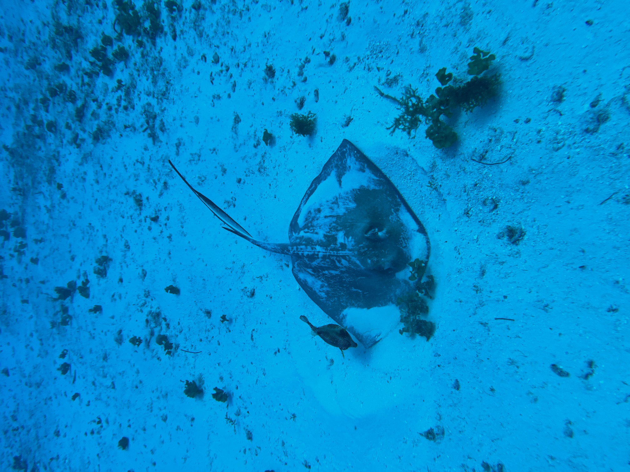 A southern stingray with a smooth trunkfish following above it