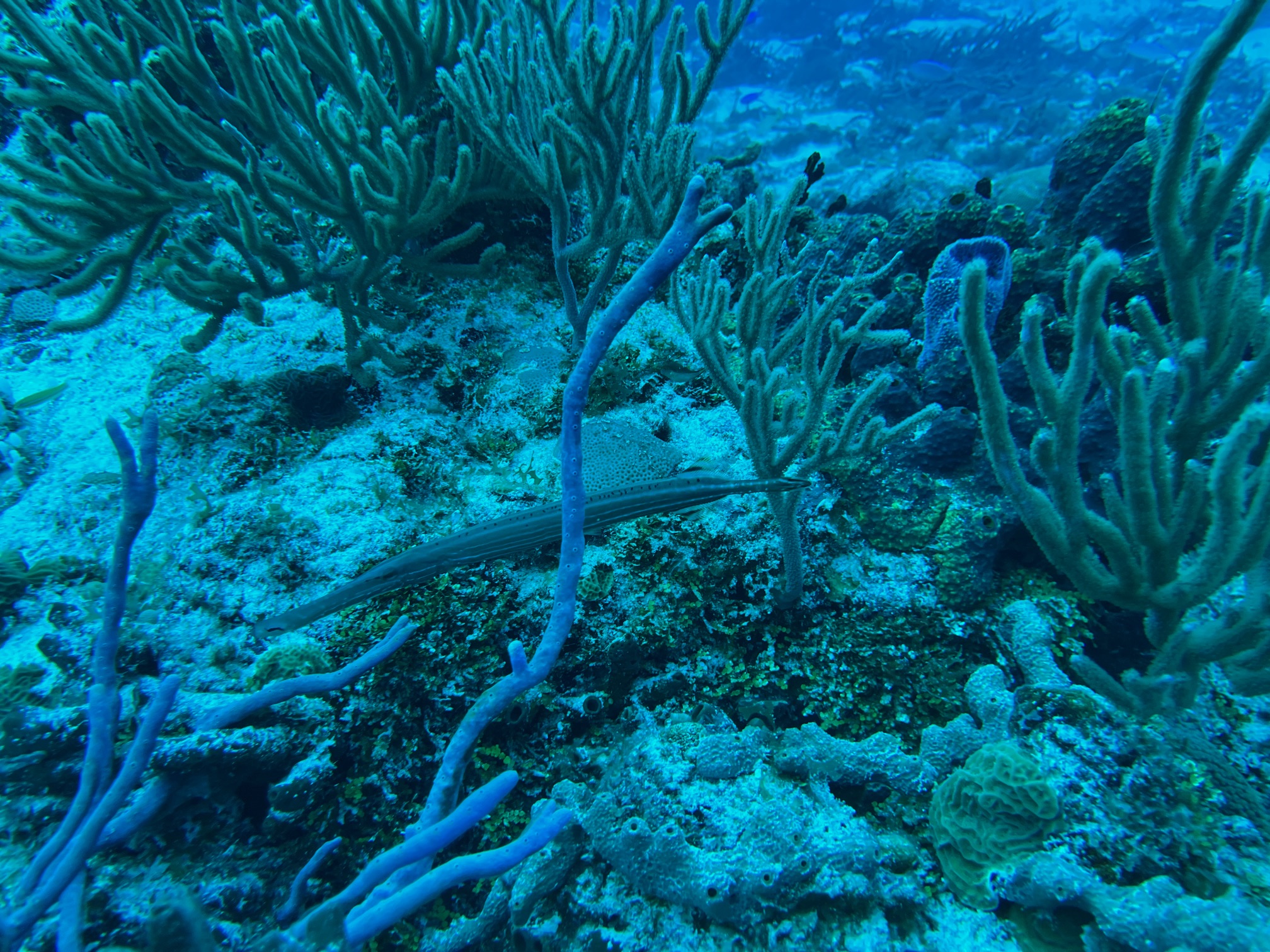 A trumpetfish floating in between pieces of coral